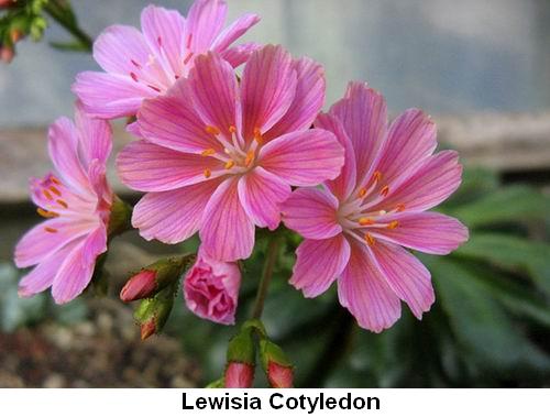 Lewisia Cotyledon.jpg